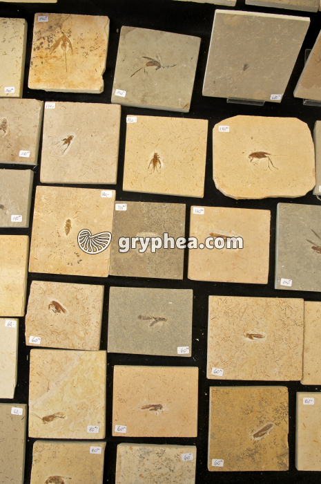 Fossiles d'arthropodes (Crato Fossil Beds, Brésil) - gryphea.org